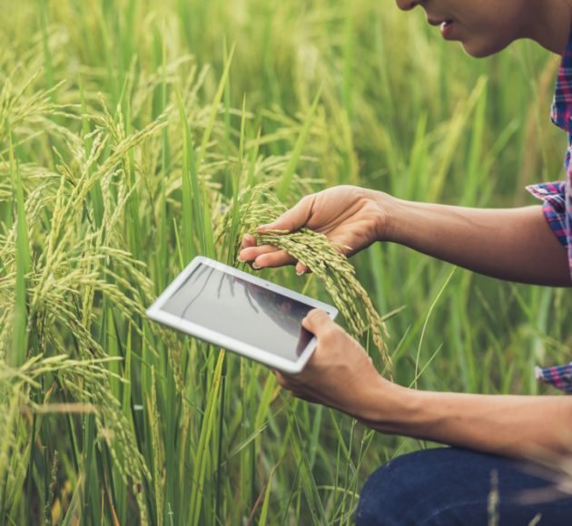 farmer-standing-rice-field-with-tablet